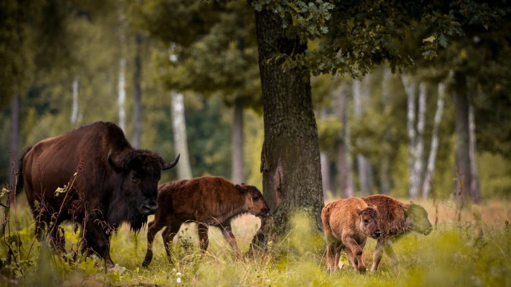 Puszcza Białowieska atrakcja krajoznawcza